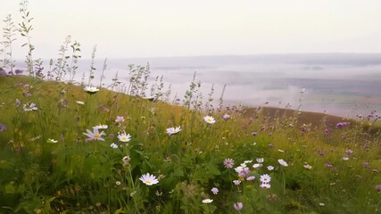 Aufkleber - A field of wildflowers slowly coming into view as the fog lifts revealing a hidden and beautiful landscape.