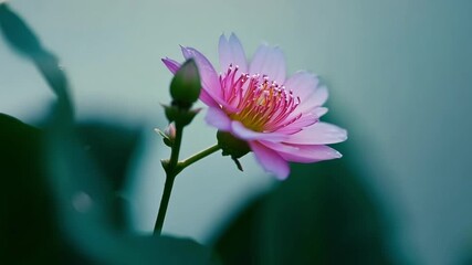 Aufkleber - Nestled a the leaves a small pink flower slowly awakens its delicate petals unfolding like a butterfly spreading its wings. The night air seems to perfectly complement its gentle