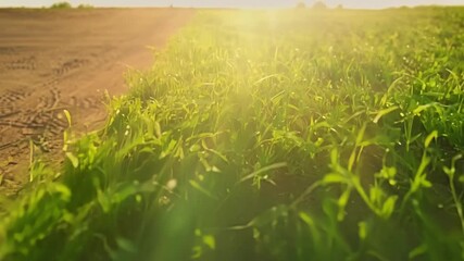 Aufkleber - A timelapse captures the gradual transformation of a patch of barren ground into a vibrant lush lawn as grass grows back.