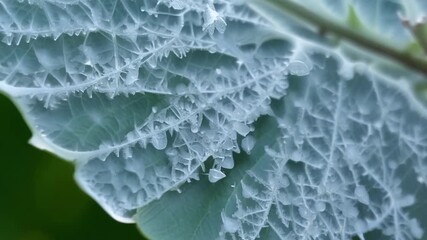 Aufkleber - A macro shot of intricate frost patterns forming on the edges of a leaf showcasing the beauty of natures intricate designs.