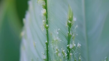 Aufkleber - A sequence of macro shots capturing the intricate details of a fruit blossom from the delicate ing of the petals to the tiny hairs on the stem.