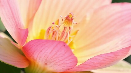 Aufkleber - A macro view of a single pristine peach blossom opening up to reveal its delicate pistils and stamens reaching towards the sky ready to catch the suns rays.
