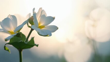 Poster - An intimate view of a lone fruit blossom gently swaying in the wind with a soft bokeh background of more flowers in various stages of opening.