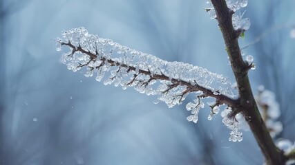Poster - A closeup of frost forming on a branch as delicate ice crystals gradually coat the once twigs in a sparkling layer.