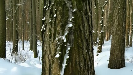 Aufkleber - Footage of a small stream of water trickling down a tree trunk as the snow around it begins to melt.