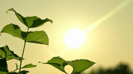 Aufkleber - The leaves of a morning glory plant stretch towards the sun reaching for its nourishing beams.