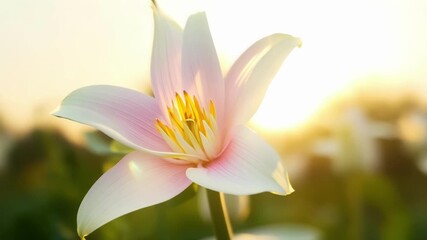 Aufkleber - Delicate lilies sway gently their petals glowing a soft pink as they delicately follow the suns trajectory.