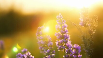 Aufkleber - A bundle of lavender flowers sway and bob basking in the suns rays and turning to fully absorb its warmth.
