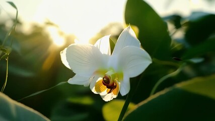 Aufkleber - Amidst a sea of green leaves a single orchid flower gracefully follows the suns path seeming to chase its light.