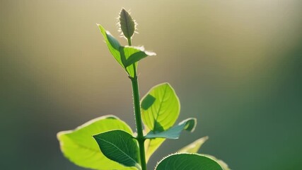 Aufkleber - The upward motion of a stem as it unfurls new leaves a beautiful process of growth and renewal.