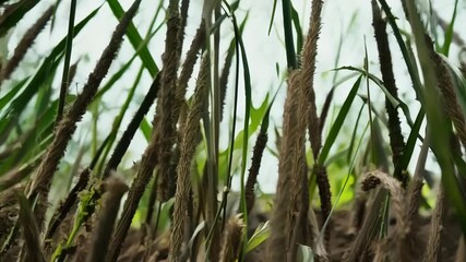 Poster - A of stems twisting and turning as they compete for space and resources all striving to grow taller and stronger.