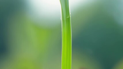 Aufkleber - The tender greenness of a stem as it emerges from the ground ready to embark on its journey towards the sun.