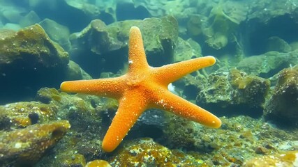 Aufkleber - Closeup footage of a starfish gracefully gliding along the bottom of a rock pool as the water level rises aided by the gentle currents.