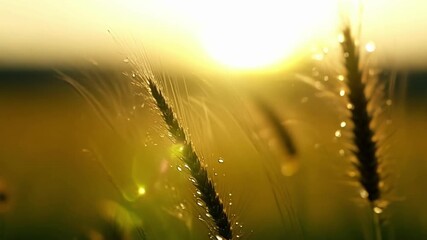 Aufkleber - The sun gleams against the dewcovered blades of grass highlighting their gradual change from brown and lifeless to a radiant green shade.