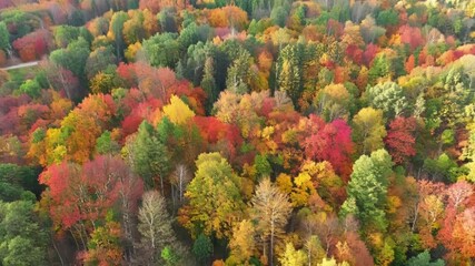 Aufkleber - A birds eye view of a lush forest shows the leaves gradually changing colors from green to red yellow and orange encapsulating the essence of autumn.