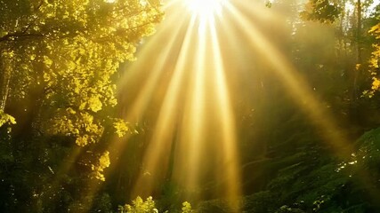 Aufkleber - Sunbeams break through the canopy illuminating everything in its path with a warm and radiant glow.