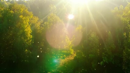 Aufkleber - The vibrant and diverse shades of green are highlighted by the sunbeams making the forest come alive with color.