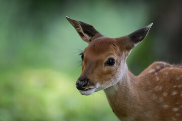 Poster - Detail of a doe's head in nature.