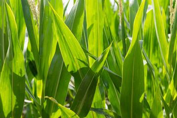 Close up of corn plants in a field in the heat of summer.