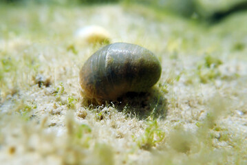 Freshwater and brackish water snail - Theodoxus fluviatilis (rare image)