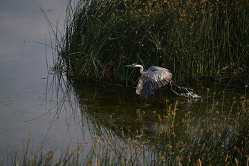 Wall Mural - great blue heron