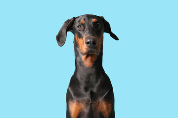 Canvas Print - Cute Dobermann dog on blue background