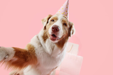 Wall Mural - Cute Australian Shepherd dog in party hat taking selfie on pink background. Birthday celebration