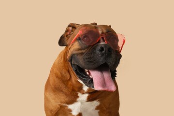 Wall Mural - Cute boxer dog in sunglasses on beige background