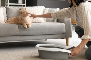 Wall Mural - Beautiful young woman cleaning litter box and cute Maine Coon cat lying on sofa at home, closeup