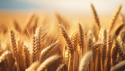 Wall Mural - a close up of a field of wheat