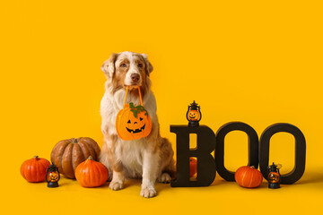 Cute dog with pumpkins and Halloween decorations on yellow background