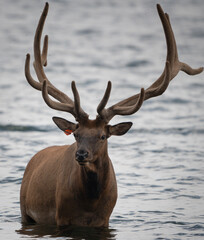 an elk in the water with tag 22 on its ear. he's probably waiting for his elk friends. tag is used t