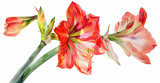 A vibrant watercolor illustration of red amaryllis flowers in full bloom.