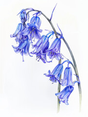 Wall Mural - A watercolor illustration of bluebell flowers with delicate petals and raindrops.