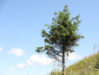 Poster - Beautiful tree growing on green grass outdoors, low angle view. Space for text