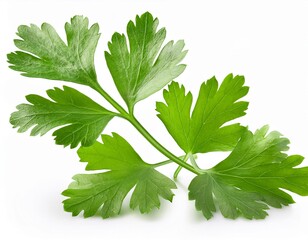 Wall Mural - Falling Coriander leaf isolated on white background, full depth of field