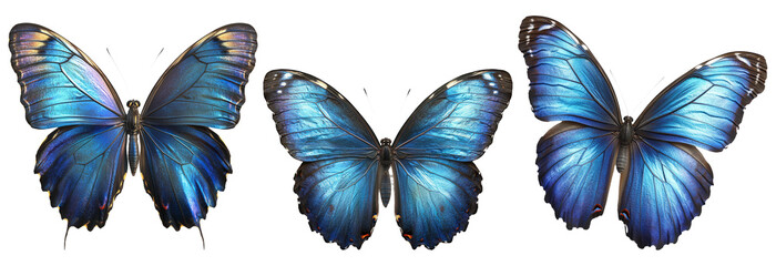 Three blue butterflies with open wings, isolated on transparent background