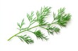 © Radithya - Dill branch isolated on white