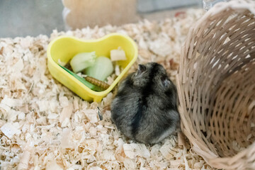 Wall Mural - cute hamster photo in acrylic cage