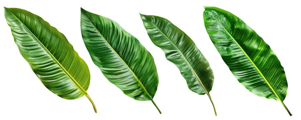 collection of green exotic banana leaves png on transparent background