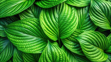 Wall Mural - Close-up shot of large vibrant green macro leaves creating a beautiful background texture, texture, natural, organic