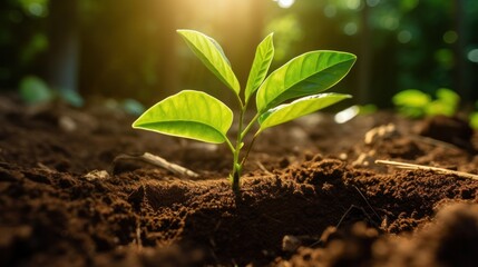 Photograph of a coffee plant seedling emerging from the soil with vibrant green leaves