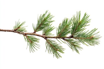 pine branch isolated on white