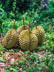 Durian fruit pile, fresh durian fruit in the garden, popular fruit, Thailand