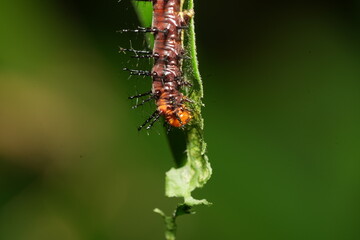 Poster - The caterpillar of Acraea terpsichore, commonly known as the Dione juno or Terpsichore Swallowtail, is the larval stage of a butterfly species in the family Nymphalidae.