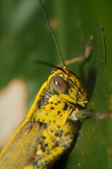 Poster - Valanga nigricornis is a species of grasshopper belonging to the family Acrididae. Commonly known as the black-horned grasshopper|黑角瓦蝗