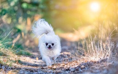 Poster - chihuahua in nature