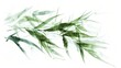 © _veiksme_ - Delicate Bamboo Leaves with Asian Brush Strokes on White Background