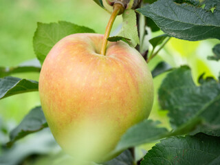 Wall Mural - Fresh apples on the tree in the apple orchard.