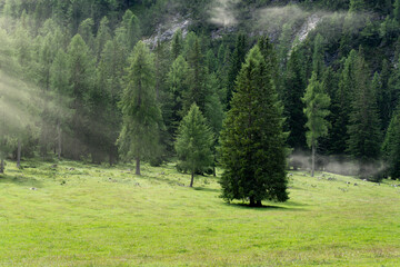 Wall Mural - mist in a fir forest in trentino alto adige